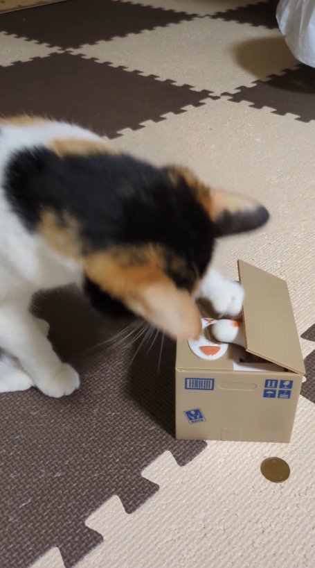 ダンボール型の貯金箱が空いた瞬間に前足を中に入れる猫