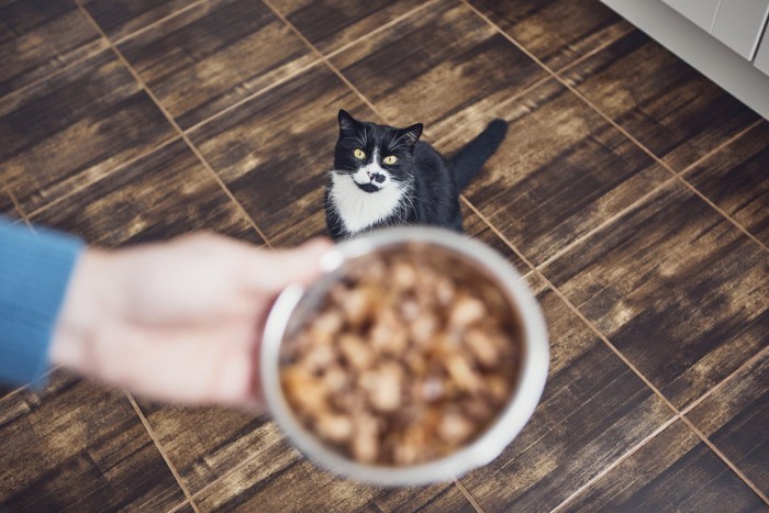 食事を待つ猫