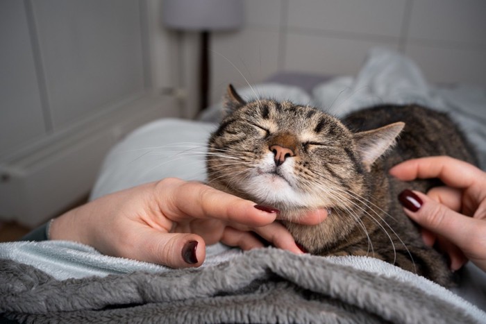 人の手にあご乗せする猫