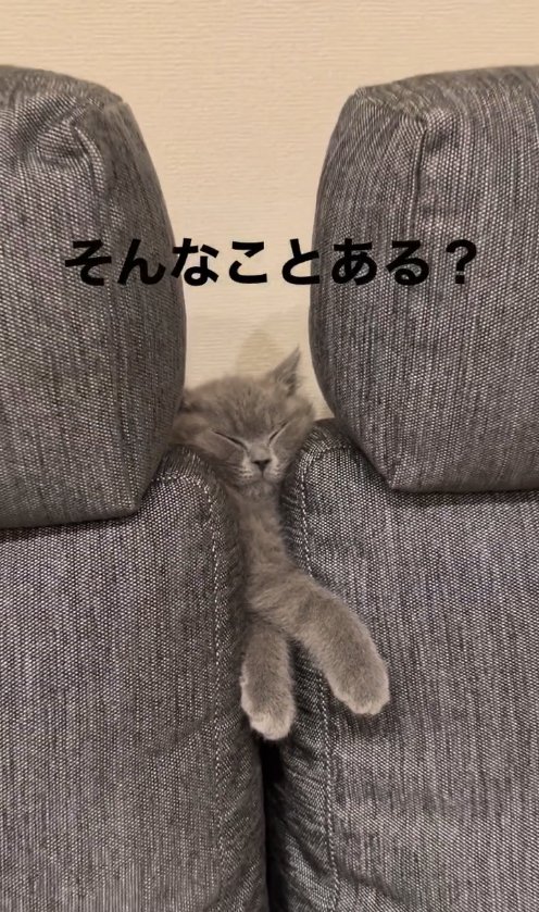 ソファの背もたれの間に挟まっている猫(正面アップ)
