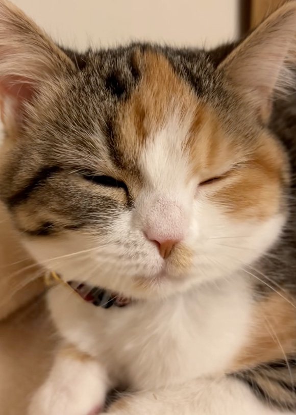 鼻を寄せる猫
