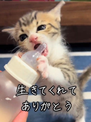 哺乳瓶をくわえようとする子猫