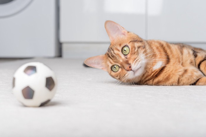 猫とサッカーボール