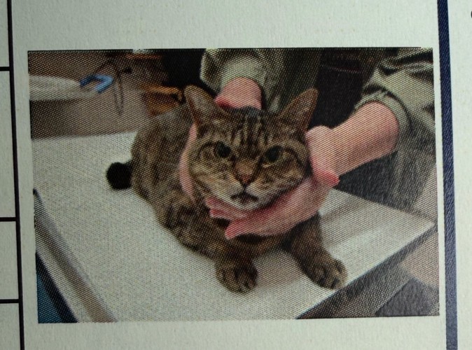 怒る猫