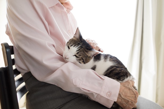 飼い主の膝でくつろぐ猫