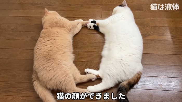 同じ格好で寝る2匹の猫