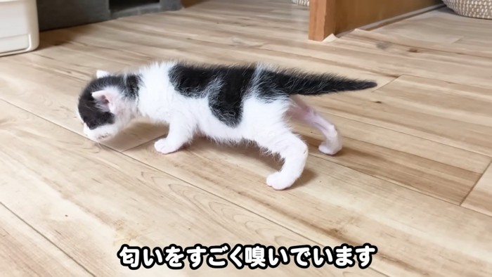 においを嗅ぐ子猫