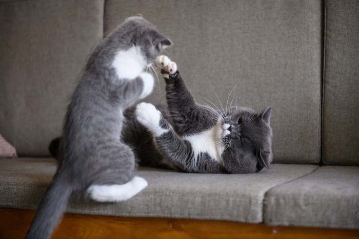 ソファの上でケンカをする2匹の子猫