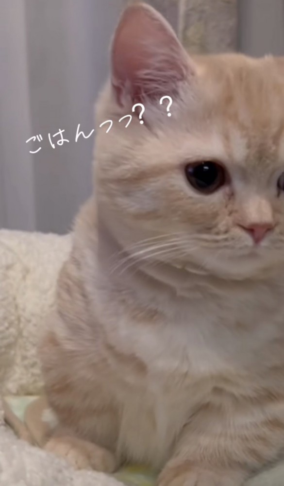 「ごはんっっ？？」のテロップ写真