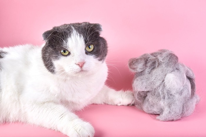 猫と抜け毛ボール