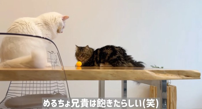 テーブルの上の猫