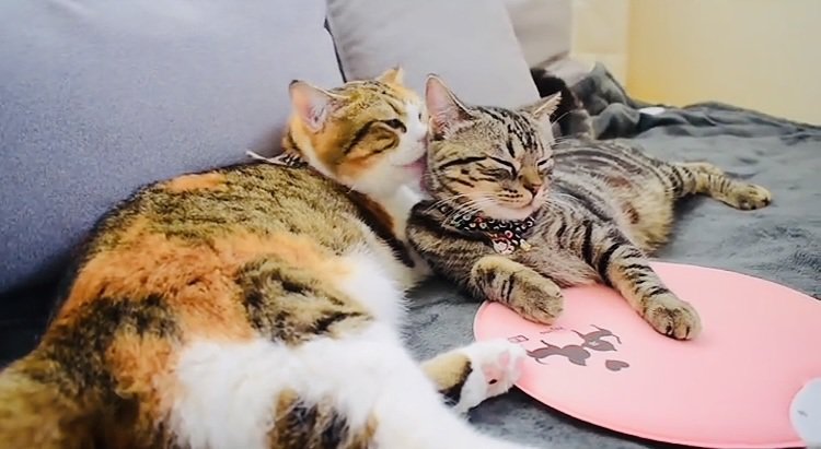 後輩猫をグルーミングするスコティッシュフォールド