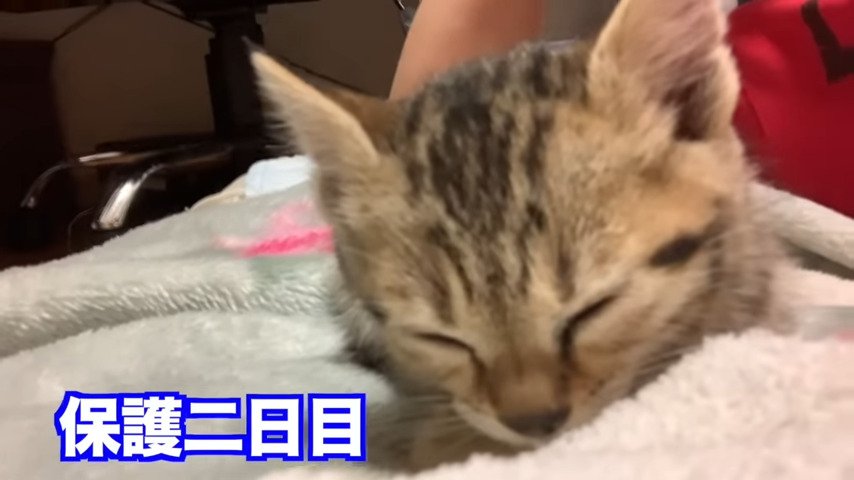 保護2日目のタロちゃん