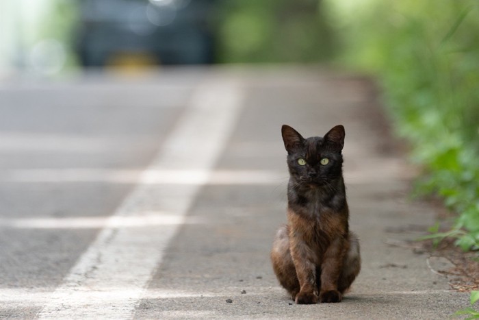 道路わきの猫