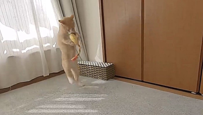 大ジャンプする猫