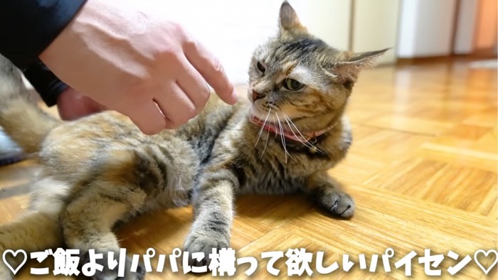 指先の匂いをかぐ猫