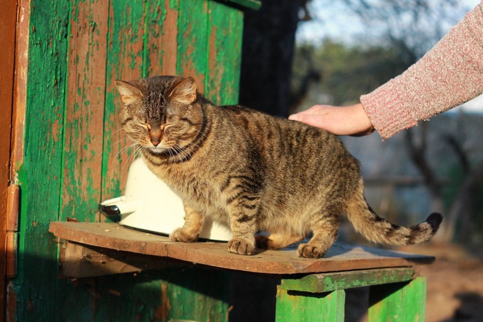 背中をなでられる猫