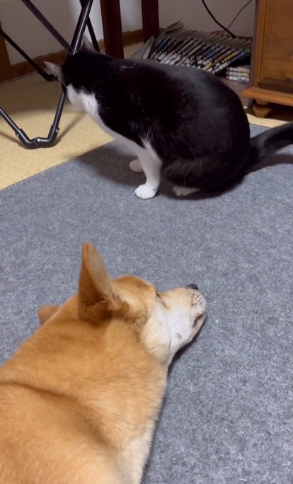 犬から離れる猫