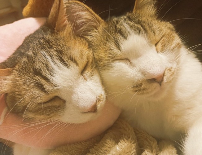 お互いにもたれかかって眠る2頭の成猫