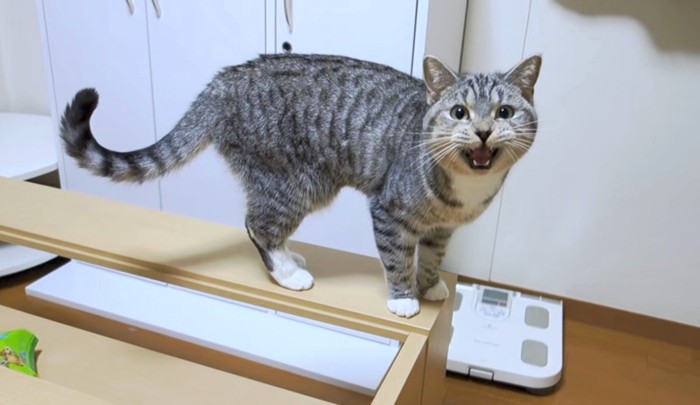 今の気持ちを飼い主さんに伝えたい！