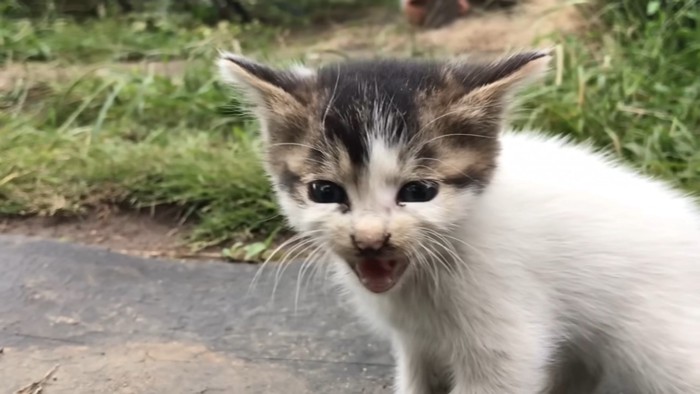 他の猫を探して鳴くきゅっきゅちゃん