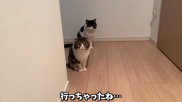 座る2匹の猫