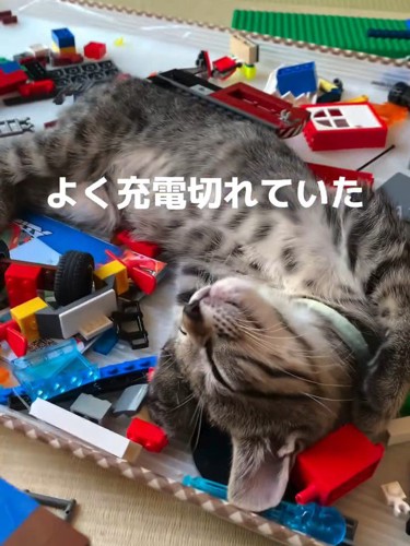 仰向けで寝る子猫