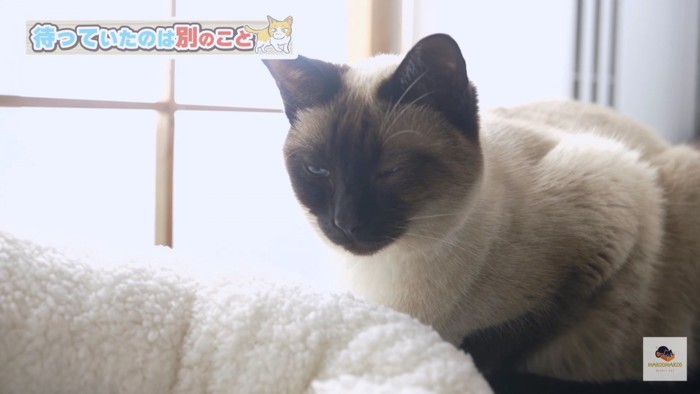 シャム猫アップ