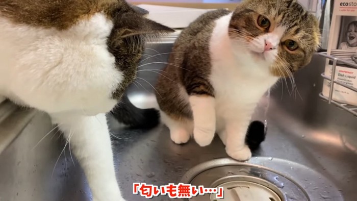 水のにおい嗅ぐ猫