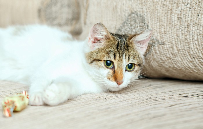 飴が転がるソファで横にっている猫