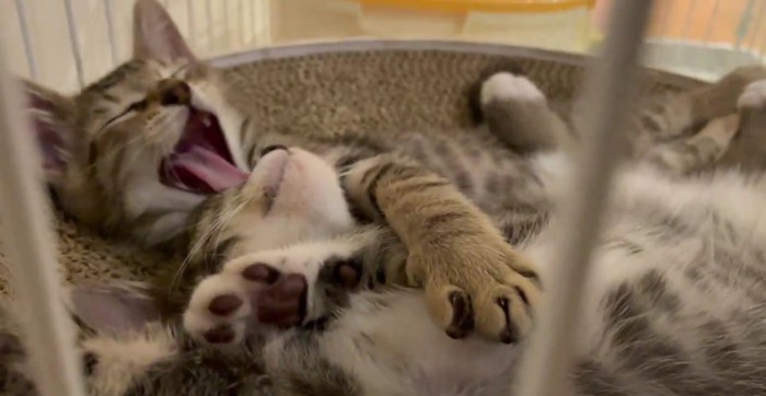 あくびをする子猫