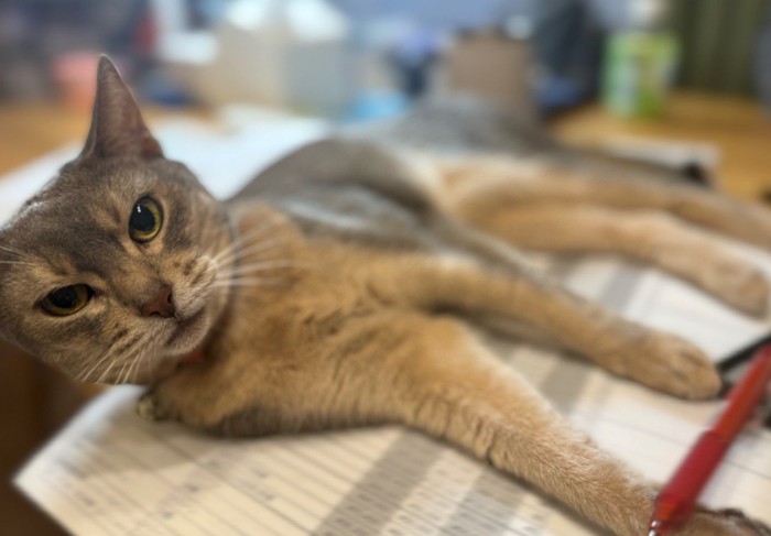 書類の上に寝る猫