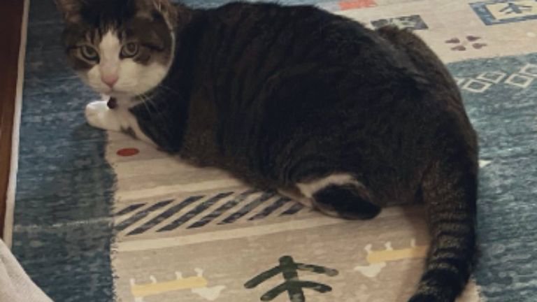 室内にいる猫