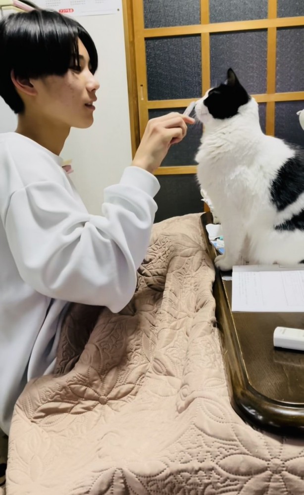 机に乗るハチワレ猫にペンで鼻ツンするお兄ちゃん