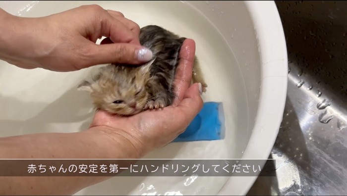 手に乗せた子猫に、桶のお湯をかける女性