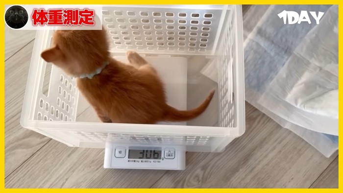 体重計に乗る子猫