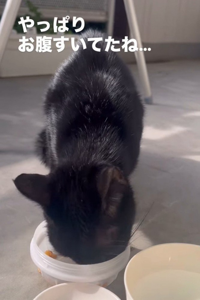 ごはんを食べる猫