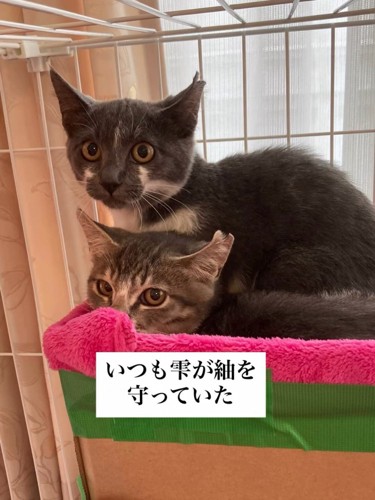 2匹の子猫