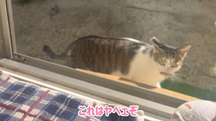 歩く猫