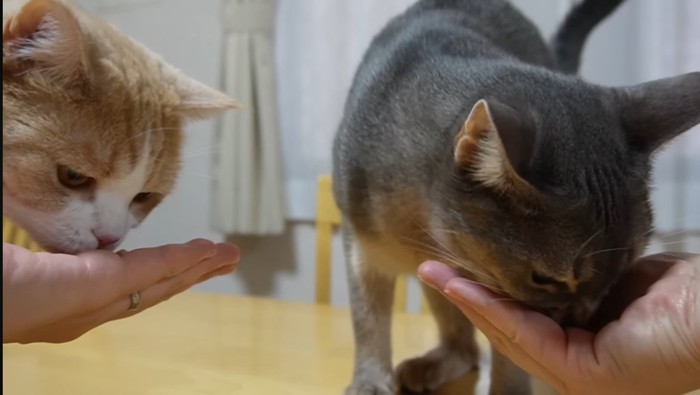 オヤツを食べるきにゃこちゃんとそばちゃん