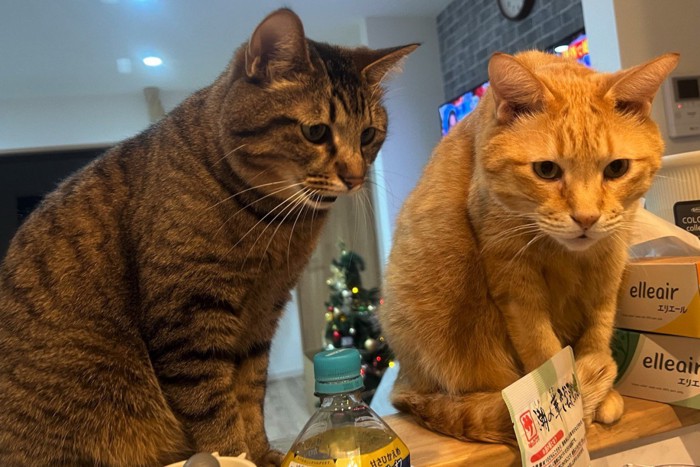 キッチンの段差に座るキジトラ猫と茶トラ猫