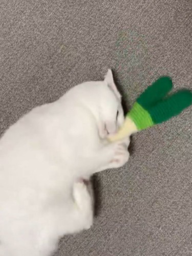 おもちゃをけりけりする白猫（足に勢いをつけているところ）