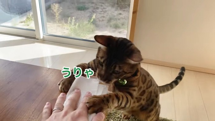 テーブルに前足をかける猫