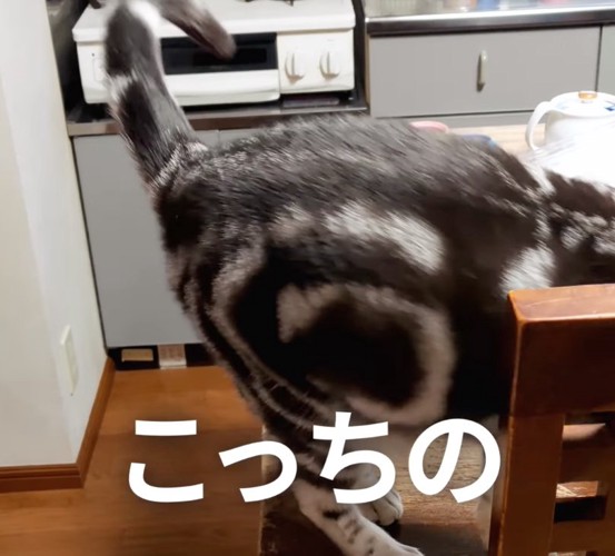 立ち去る猫