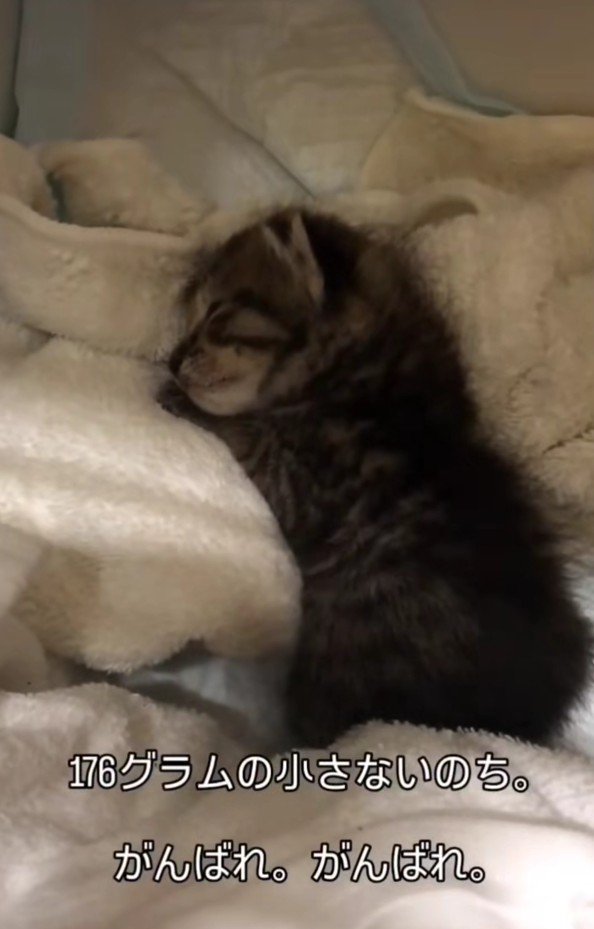 寝ている子猫