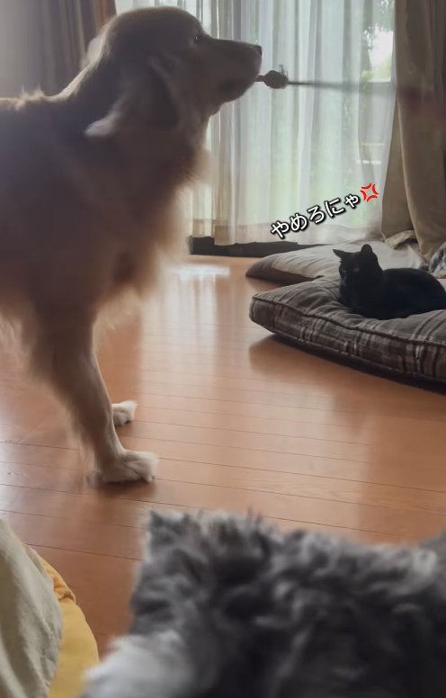 おもちゃを振り回している犬を見つめる猫