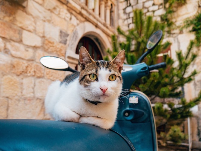 青いバイクに乗る猫