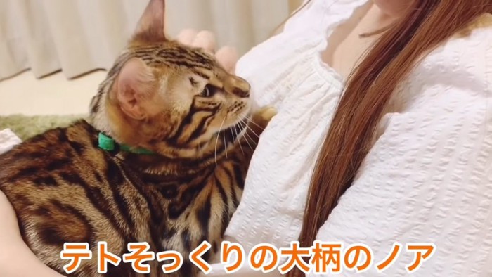 人の膝の上に乗る緑色の首輪の猫