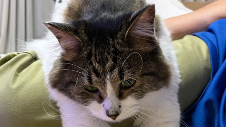 膝に乗っている猫