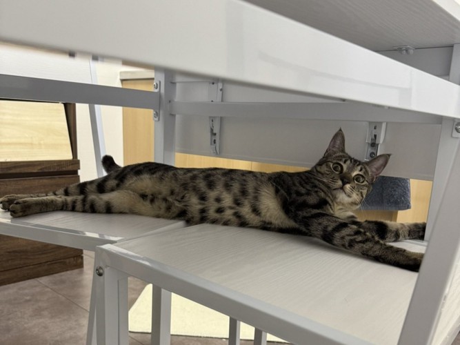 手足をめいっぱい伸ばして横になる猫